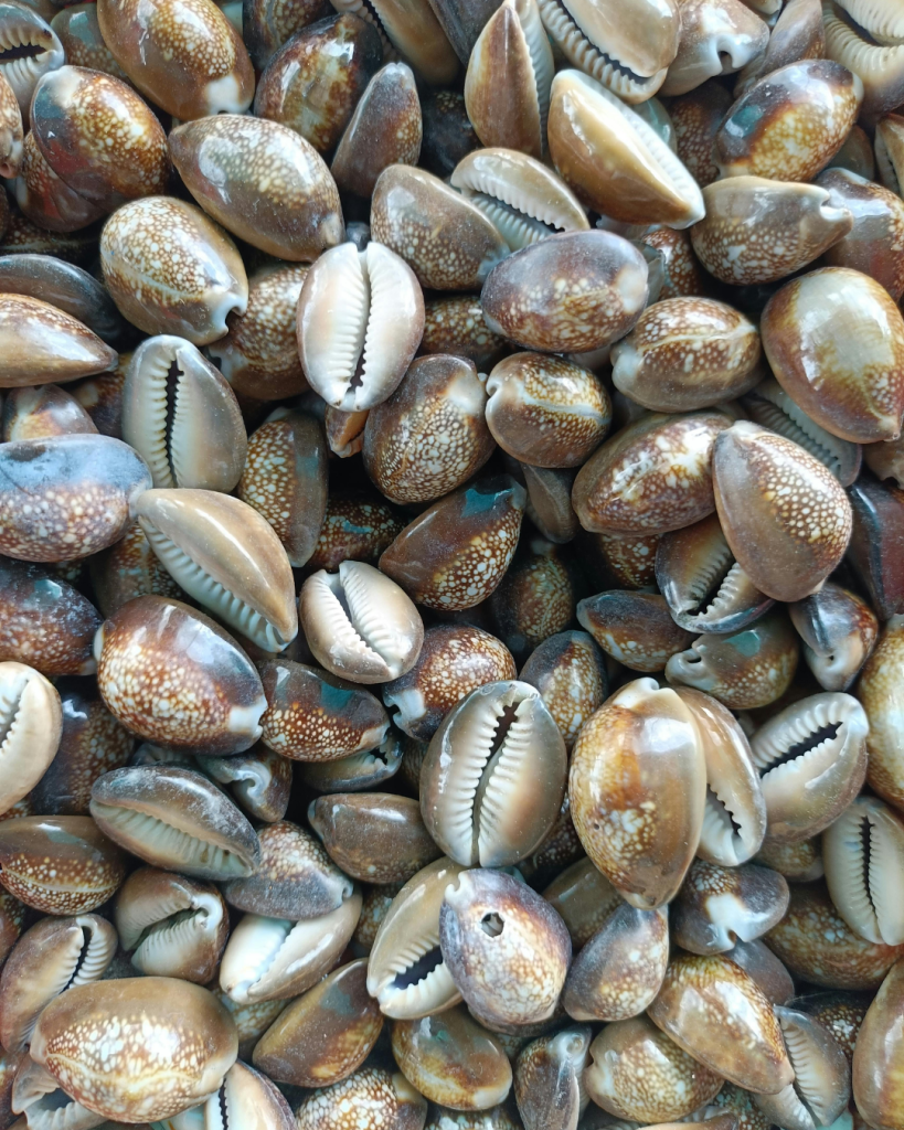 Cowrie Shells