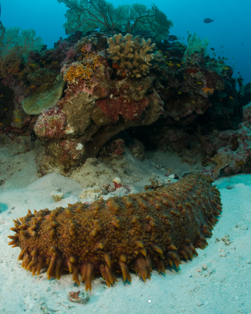 Sea Cucumbers