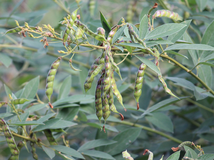 Pigeon peas image 2