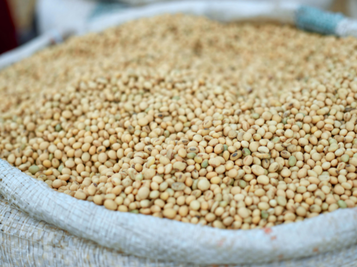 Soybeans image 2