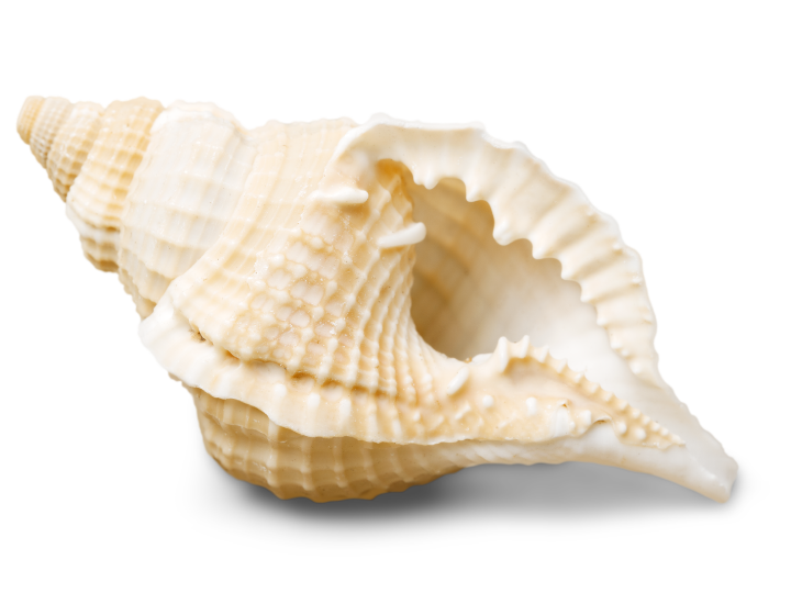 Cowrie shells