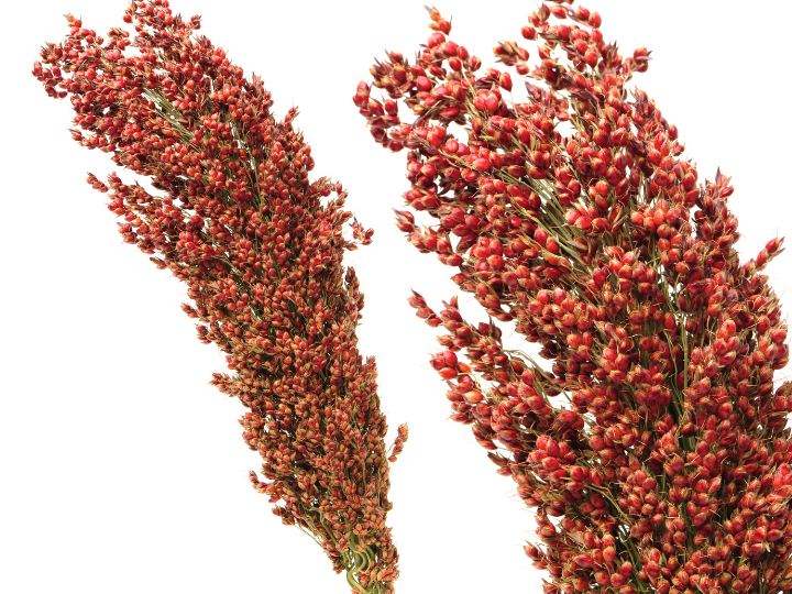 Sorghum image 2