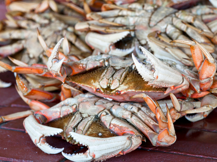 Crabs image 2